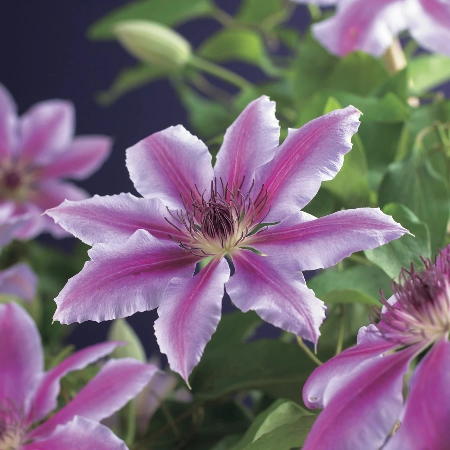 Bosrank (Clematis 'Nelly Moser') 3 Bosrank (Clematis 'Nelly Moser')
