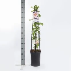Bosrank (Clematis 'Piilu') 14 Bosrank (Clematis 'Piilu') -Tuinplanten Winkel clematis piilu 1.00 1.25