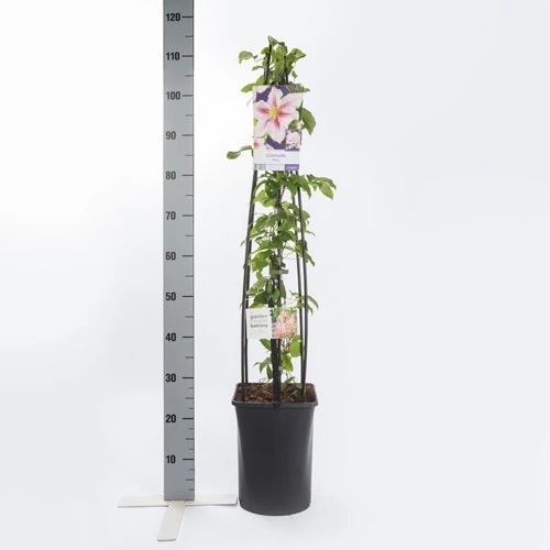 Bosrank (Clematis 'Piilu') 6 Bosrank (Clematis 'Piilu') - Afbeelding 4