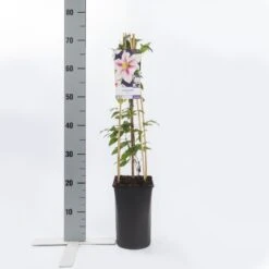 Bosrank (Clematis 'Piilu') 15 Bosrank (Clematis 'Piilu') -Tuinplanten Winkel clematis piilu