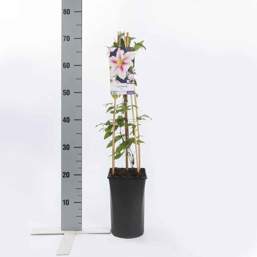 Bosrank (Clematis 'Piilu') 7 Bosrank (Clematis 'Piilu') - Afbeelding 5