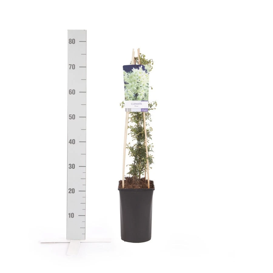Bosrank, Groenblijvend (Clematis 'Pixie') 6 Bosrank, Groenblijvend (Clematis 'Pixie') - Afbeelding 4