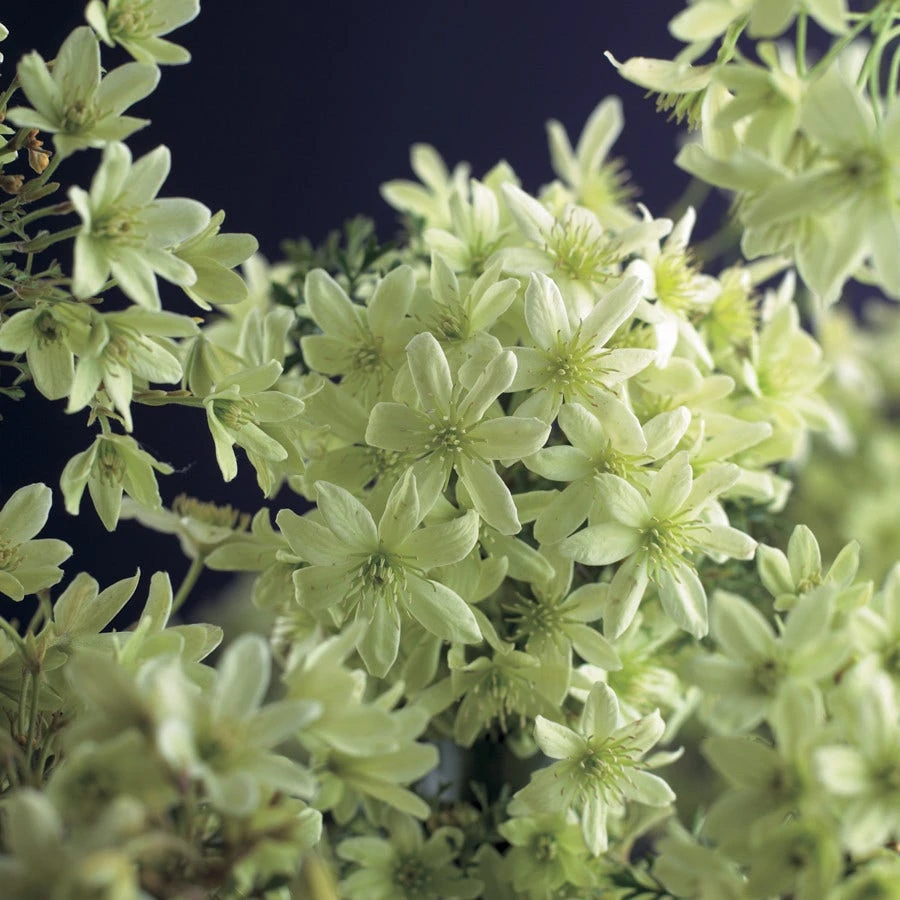 Bosrank, Groenblijvend (Clematis 'Pixie') 5 Bosrank, Groenblijvend (Clematis 'Pixie') - Afbeelding 3