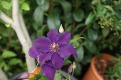 Bosrank (Clematis 'Rasputin') -Tuinplanten Winkel clematis rasputin 2