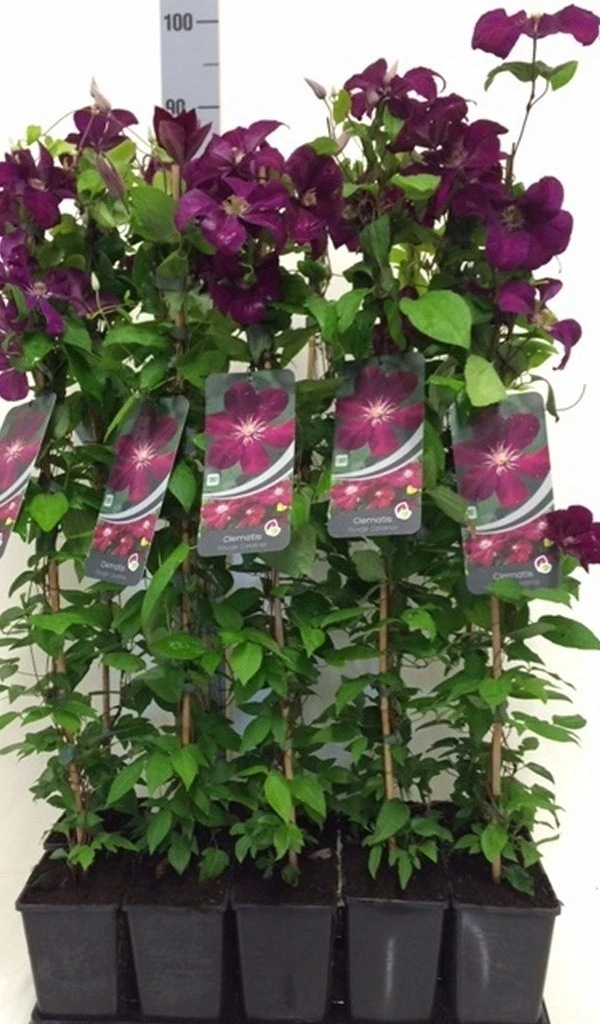 Bosrank (Clematis 'Rouge Cardinal') 7 Bosrank (Clematis 'Rouge Cardinal') - Afbeelding 5