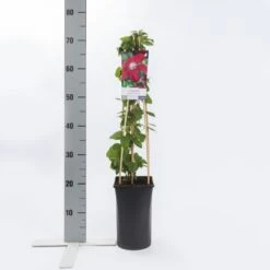 Bosrank (Clematis 'Rouge Cardinal') 9 Bosrank (Clematis 'Rouge Cardinal') -Tuinplanten Winkel clematis rouge cardinal