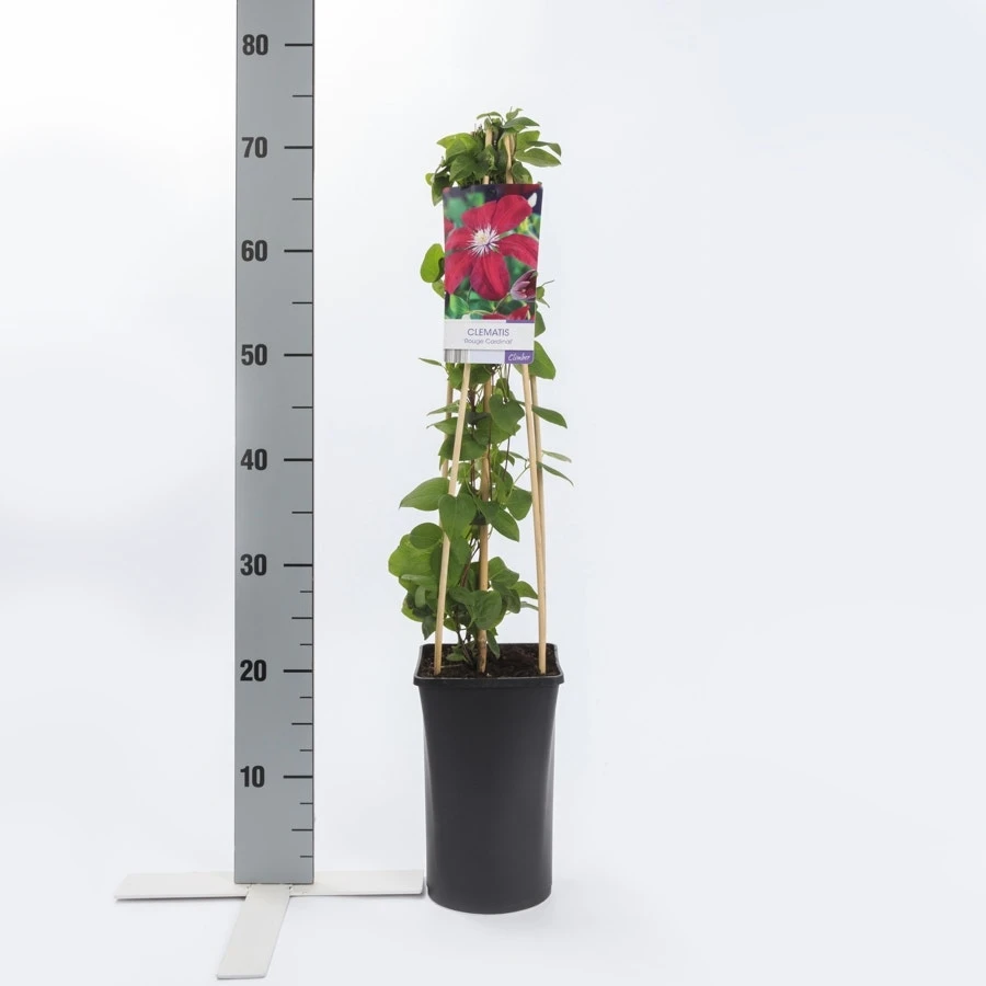 Bosrank (Clematis 'Rouge Cardinal') 5 Bosrank (Clematis 'Rouge Cardinal') - Afbeelding 3