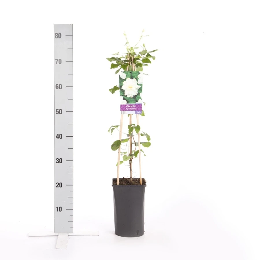 Bosrank (Clematis 'Sylvia Denny') 4 Bosrank (Clematis 'Sylvia Denny') - Afbeelding 2