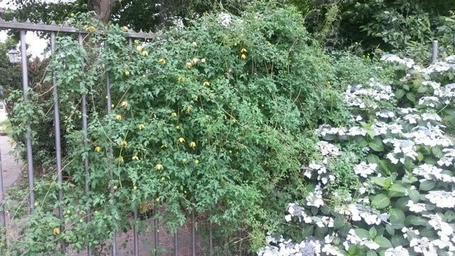 Bosrank (Clematis Tangutica) 6 Bosrank (Clematis Tangutica) - Afbeelding 4