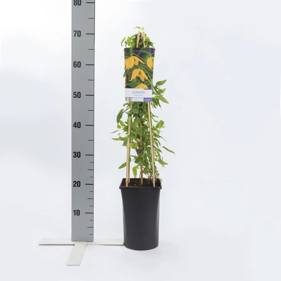 Bosrank (Clematis Tangutica) 8 Bosrank (Clematis Tangutica) - Afbeelding 6