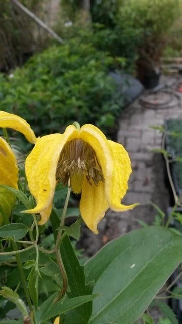 Bosrank (Clematis Tangutica) 4 Bosrank (Clematis Tangutica) - Afbeelding 2