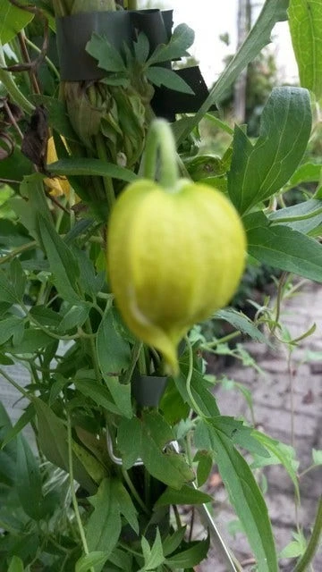 Bosrank (Clematis Tangutica) 5 Bosrank (Clematis Tangutica) - Afbeelding 3