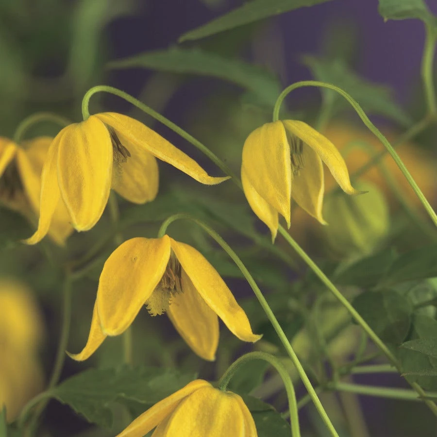 Bosrank (Clematis Tangutica) 7 Bosrank (Clematis Tangutica) - Afbeelding 5