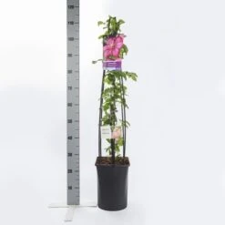 Bosrank (Clematis 'Ville De Lyon') -Tuinplanten Winkel clematis ville de lyon 1.00 1.25