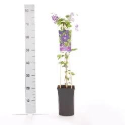 Bosrank (Clematis 'Etoile Violette') -Tuinplanten Winkel clematis vit. etoile violette 1