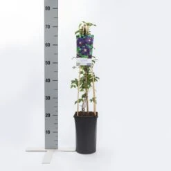 Bosrank (Clematis 'Etoile Violette') -Tuinplanten Winkel clematis vit. etoile violette 2 1