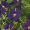 Bosrank (Clematis 'Etoile Violette') -Tuinplanten Winkel clematis vit. etoile violette 3 1