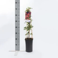 Bosrank (Clematis Viticella 'Madame Julia Correvon') 5 Bosrank (Clematis Viticella 'Madame Julia Correvon') -Tuinplanten Winkel clematis vit. madame julia correvon