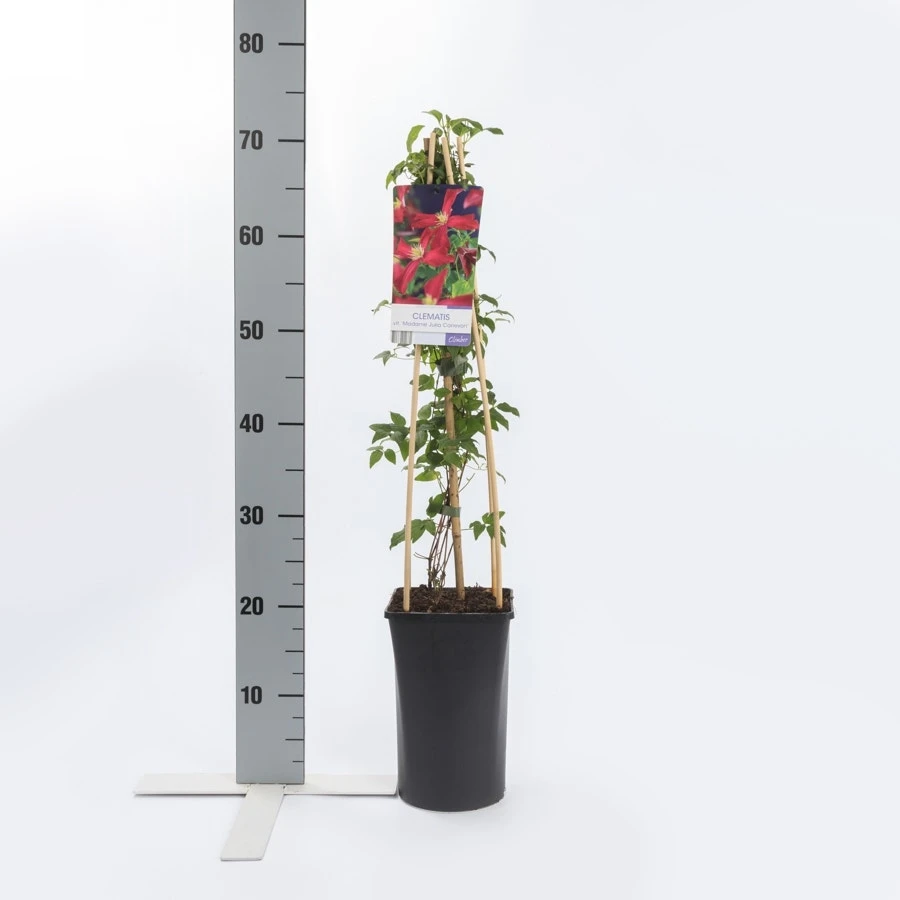 Bosrank (Clematis Viticella 'Madame Julia Correvon') 4 Bosrank (Clematis Viticella 'Madame Julia Correvon') - Afbeelding 2