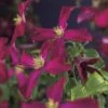 Bosrank (Clematis Viticella 'Madame Julia Correvon') -Tuinplanten Winkel clematis vit. madame julia correvon 2