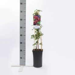 Bosrank (Clematis Viticella 'Purpurea Plena Elegans') -Tuinplanten Winkel clematis vit. purp. p. elegans