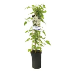 Bosrank (Clematis Vitalba) -Tuinplanten Winkel clematis vitalba 944014 1