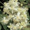 Bosrank (Clematis Vitalba) -Tuinplanten Winkel clematis vitalba 2