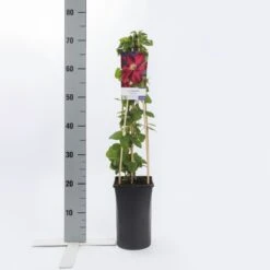 Bosrank (Clematis 'Voluceau') 5 Bosrank (Clematis 'Voluceau') -Tuinplanten Winkel clematis voluceau