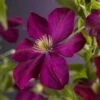 Bosrank (Clematis 'Voluceau') -Tuinplanten Winkel clematis voluceau 2