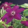 Bosrank (Clematis 'Westerplatte') -Tuinplanten Winkel clematis westerplatte 2