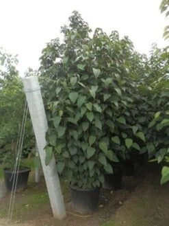 Pindakaasboom (Clerodendrum Trichotomum Fargesii) 7 Pindakaasboom (Clerodendrum Trichotomum Fargesii) -Tuinplanten Winkel clerodendrum trich. purple blaze11 1