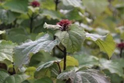 Pindakaasboom (Clerodendrum Bungei) -Tuinplanten Winkel clerodendrum bungei 1 1