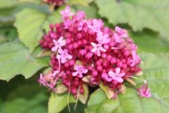 Pindakaasboom (Clerodendrum Bungei) -Tuinplanten Winkel clerodendrum bungei 2 1