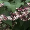 Pindakaasboom (Clerodendrum Trichotomum) -Tuinplanten Winkel clerodendrum trichotomum02