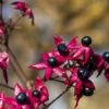 Pindakaasboom (Clerodendrum Trichotomum Fargesii)