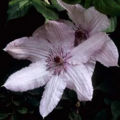 Bosrank (Clematis 'Hagley Hybrid') -Tuinplanten Winkel clhhybri 1