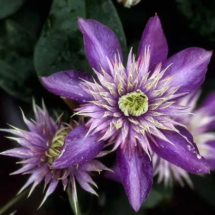 Bosrank (Clematis 'Multi Blue') 5 Bosrank (Clematis 'Multi Blue') - Afbeelding 3