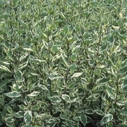 Bonte Kornoelje (Cornus Alba 'Elegantissima') -Tuinplanten Winkel coaelega 3