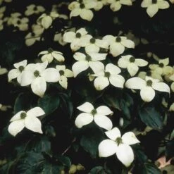 Kornoelje (Cornus Kousa Chinensis) -Tuinplanten Winkel cokchine 11
