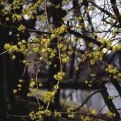 Gele Kornoelje (Cornus Mas) -Tuinplanten Winkel comas 10