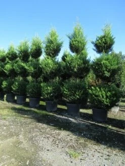 Cupressocyparis, Triobol (Cupressocyparis Leylandii 'Castlewellan Gold') -Tuinplanten Winkel conifeer triobol