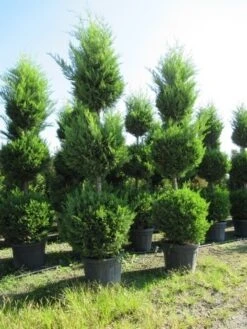 Cupressocyparis, Triobol (Cupressocyparis Leylandii 'Castlewellan Gold') -Tuinplanten Winkel conifeer triobol 2
