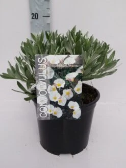 Zilverwinde (Convolvulus Cneorum ) -Tuinplanten Winkel convolvulus 10 6