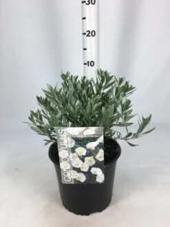 Zilverwinde (Convolvulus Cneorum ) -Tuinplanten Winkel convolvulus 26 06