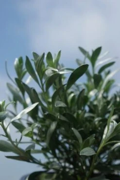 Zilverwinde (Convolvulus Cneorum ) -Tuinplanten Winkel convolvulus cneorum 1