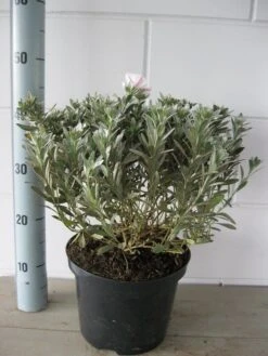 Zilverwinde (Convolvulus Cneorum ) -Tuinplanten Winkel convolvulus cneorum c5 oktober 2