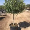 Olijf Op Stam (Olea Europaea) -Tuinplanten Winkel copas 25 l 2
