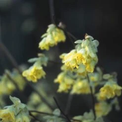 Schijnhazelaar (Corylopsis Pauciflora) -Tuinplanten Winkel copaucif 4