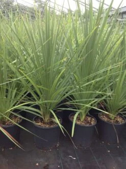 Cordyline (Cordyline Australis) 29 Cordyline (Cordyline Australis) -Tuinplanten Winkel cordyline australis