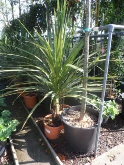 Cordyline (Cordyline Australis) 22 Cordyline (Cordyline Australis) -Tuinplanten Winkel cordyline australis 125 150 c20